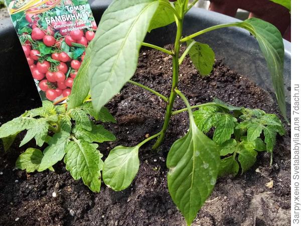 Бамбини в паре с перцем "Острая вишня"