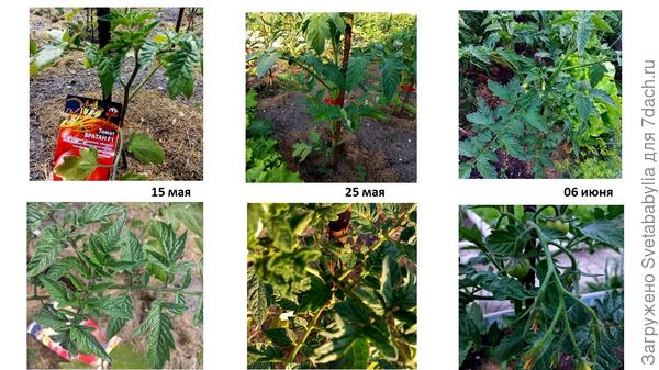 Томат "Братан"