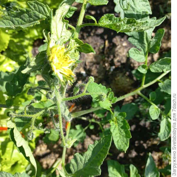 В один ствол с махровым цветком на макушке