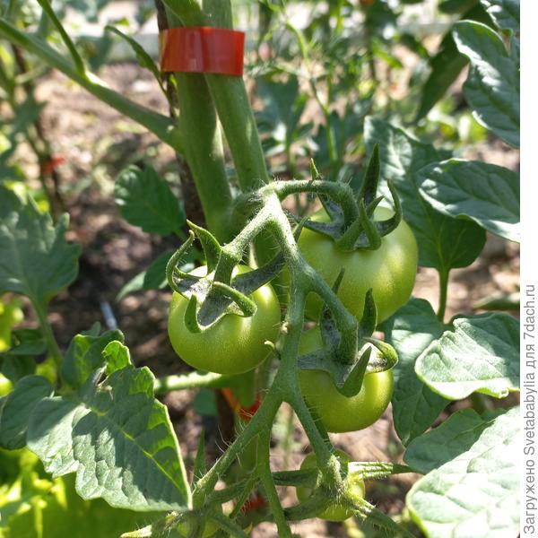 В два ствола уже с плодами