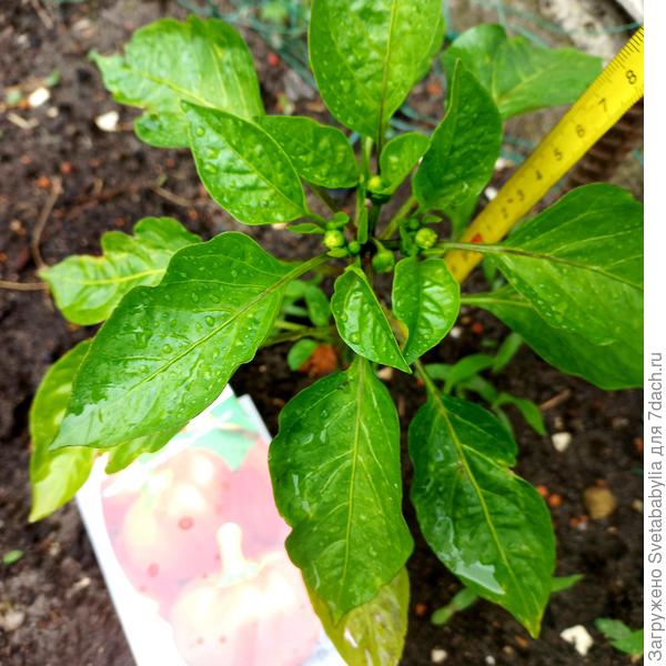 но он практически не рос