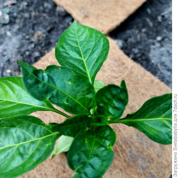 Через 13 дней