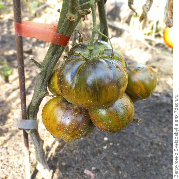 Стринги поспевают