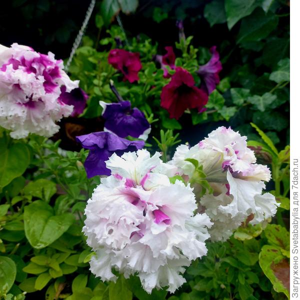 Петуниевый микс