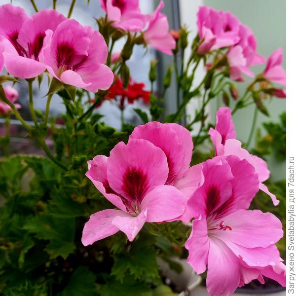 Пеларгония королевская