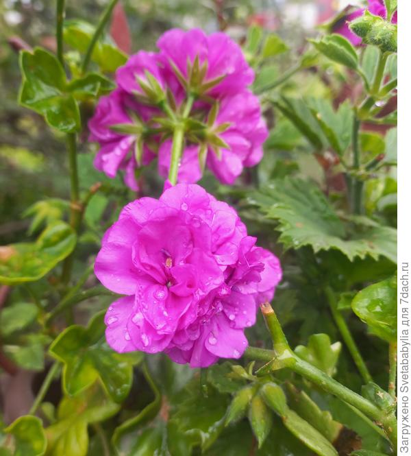 Плющелистная пеларгония