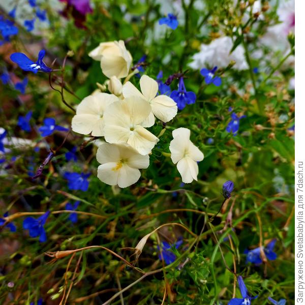 Флокс друммонда