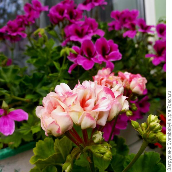 Пеларгония