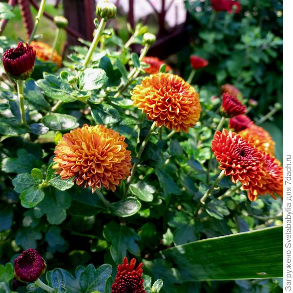 Хризантема корейская