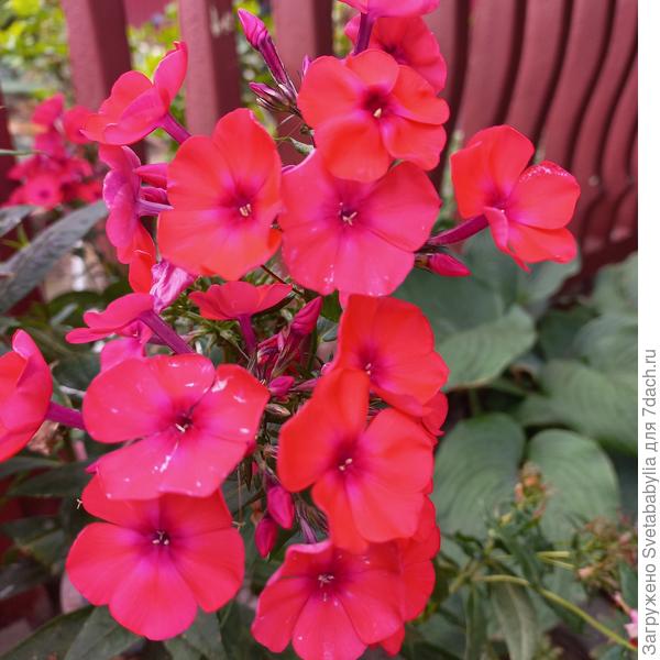 Флокс без имени