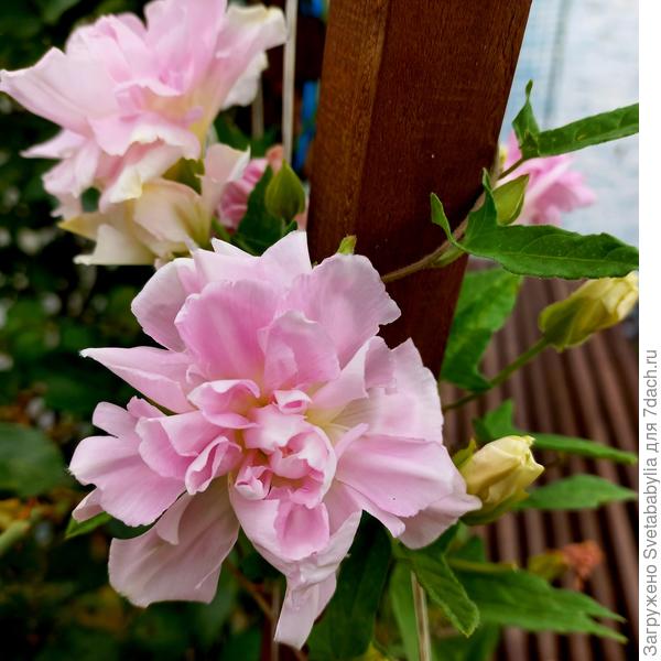 Калистегия махровая