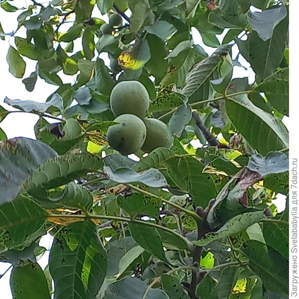 Еще зеленая оболочка