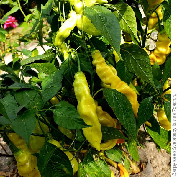 Острые перцы заваливают урожаем