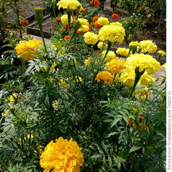 Бархатцы высотой до 1 метра🫣