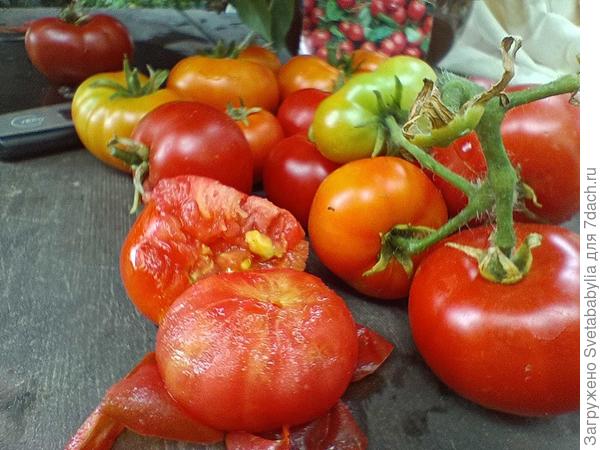 эти помидорки