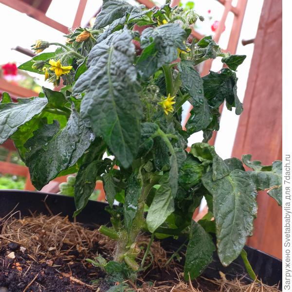 Весь невысокий стволик