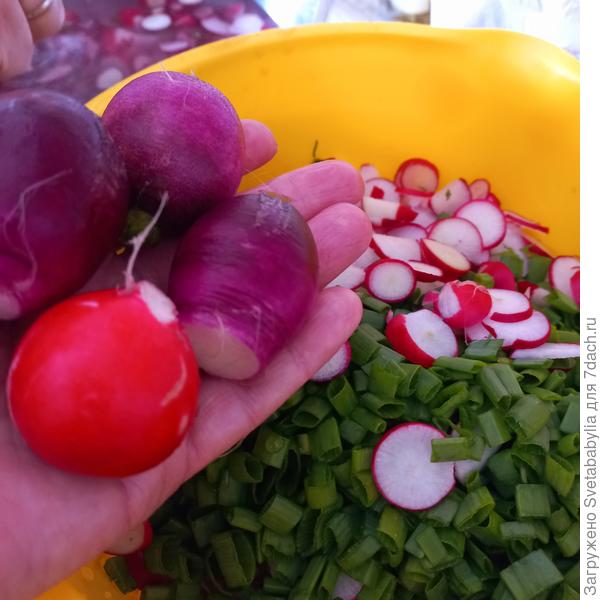 Магнат на фоне другого сорта