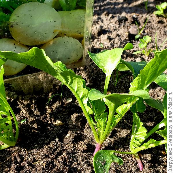 На некоторых экземплярах гипокотиль розовый