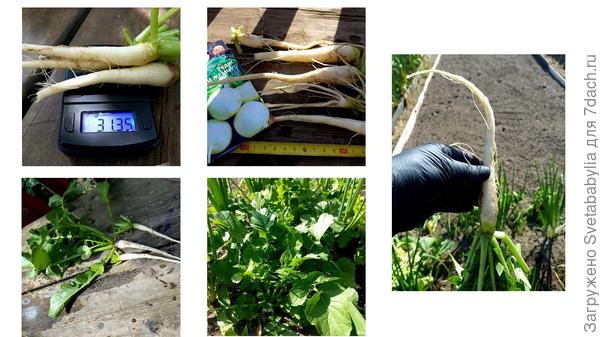 итоги тестирования