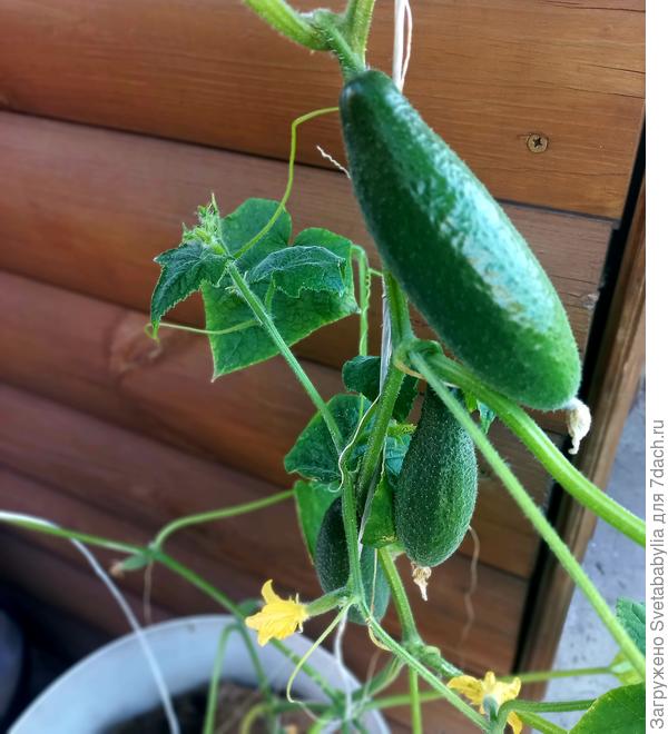 Минипосадки😃