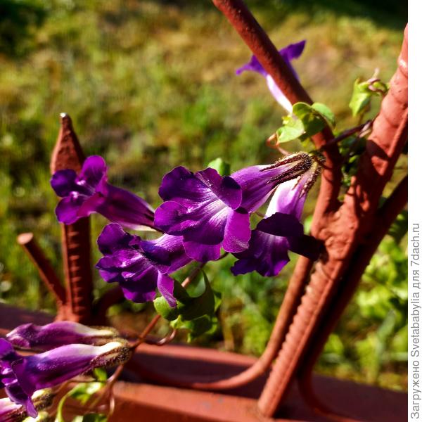 Азарина пережидала жару