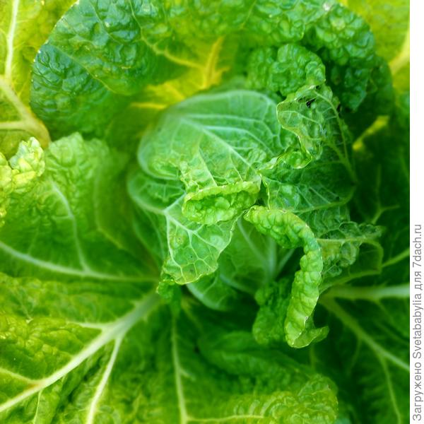 Пекинка посеяна в певых числах августа