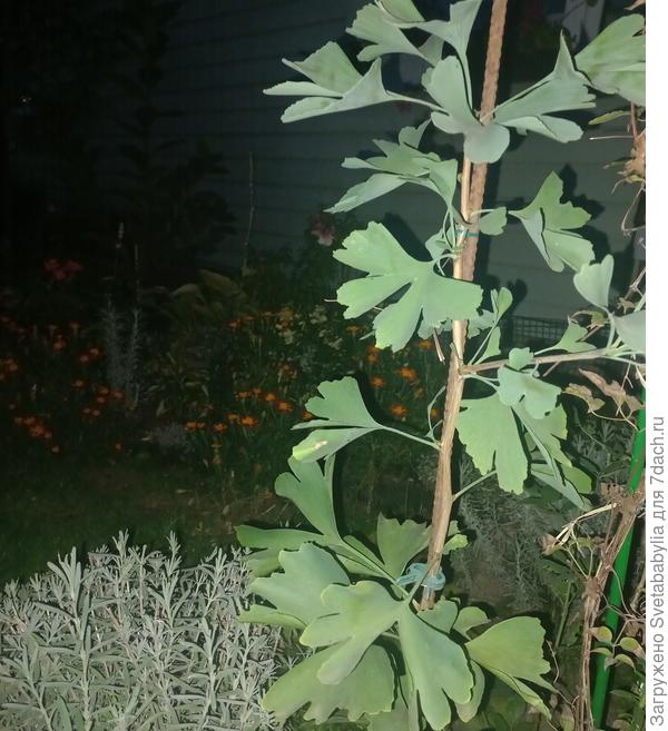 Гинкго билоба тоже уверен