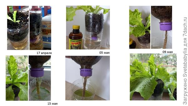 забава огородницы