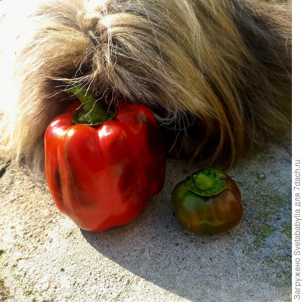 Наш выбор....