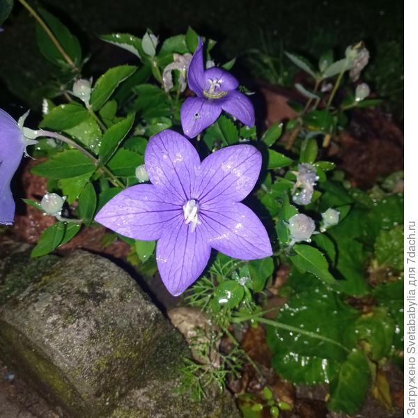 Платикодон повторно цветет