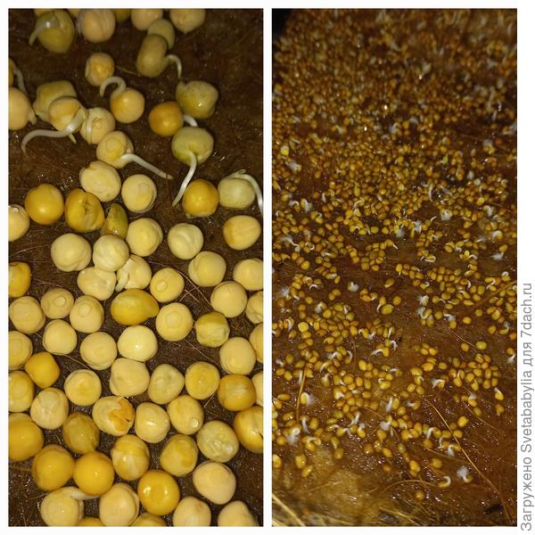 Горошек и индау