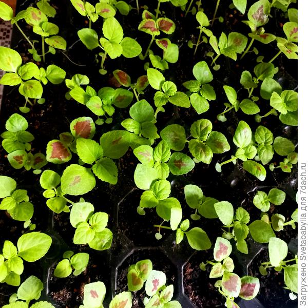 Свет, нашла прошлый год. это 27 февраля, а посев 15 января.