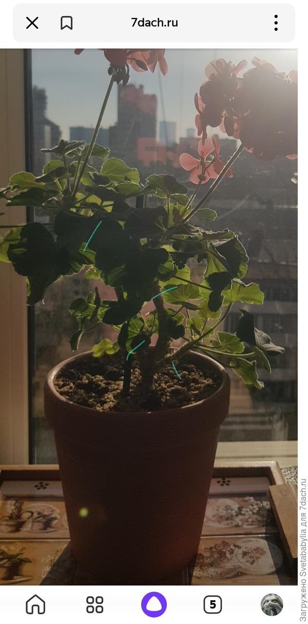 Света, после цветения можете получить 4 отличных черенка. Маточник обрастет и будет еще красивее