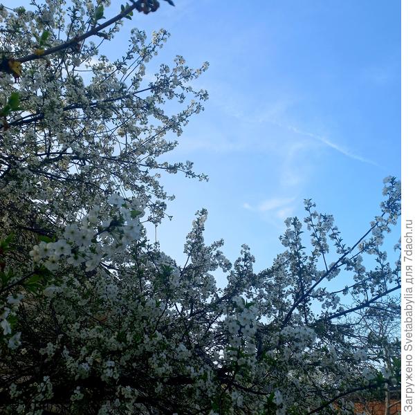 Вишня цветет