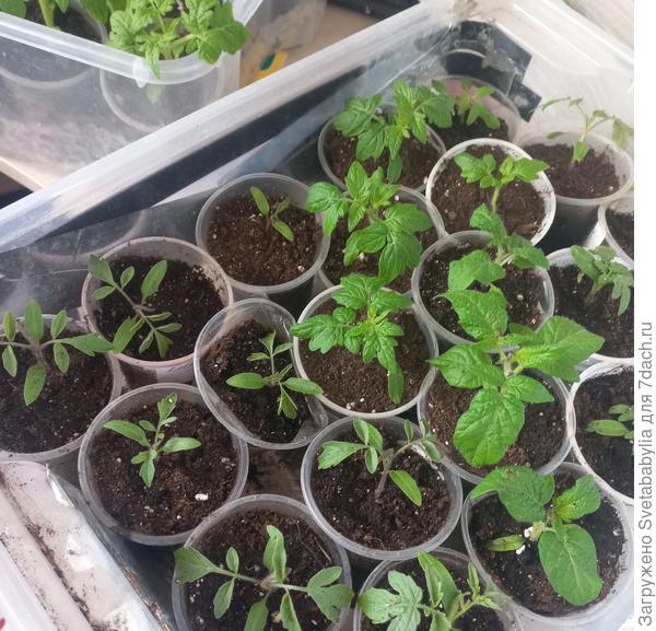 Гномы по домам