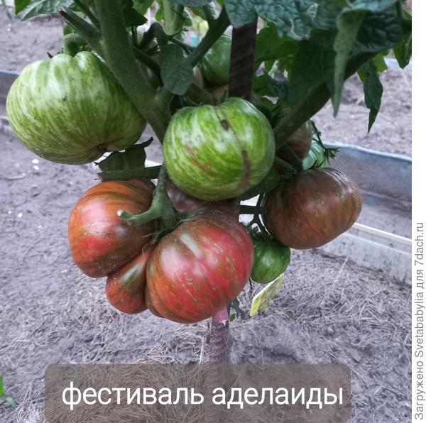 Фестиваль Аделаиды