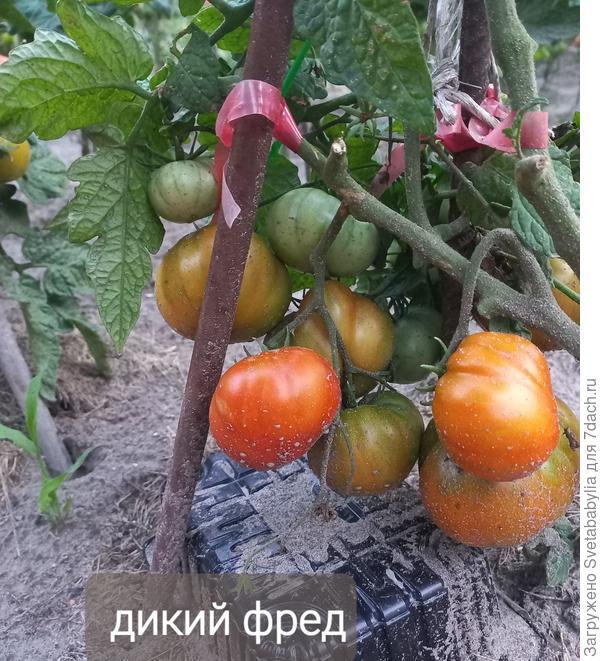 Дикий Фред