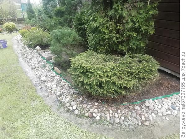 Хвойная зона