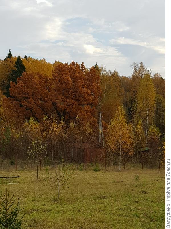 там же осенью