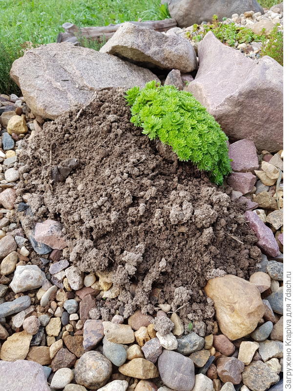 и тут пришел крот