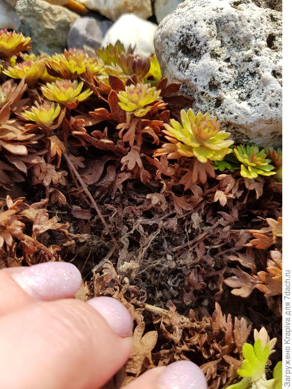 Камнеломка внутри