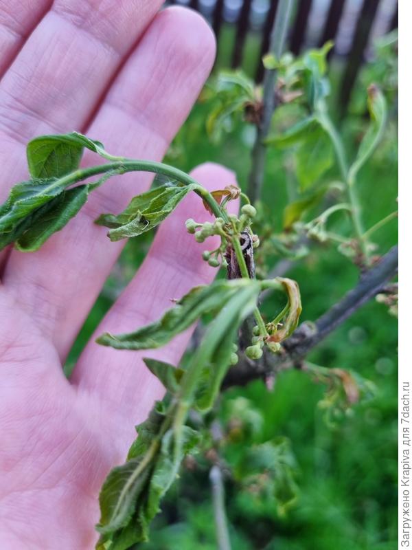 Бересклет 2