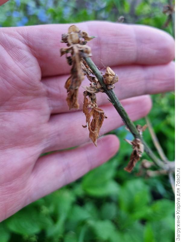 Бересклет 3