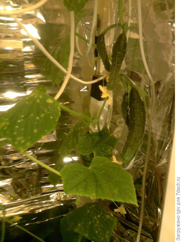 &quot;Квартирный огород&quot; 2017 г.