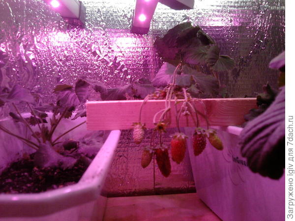 Первый урожай клубники.