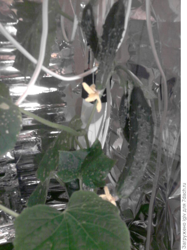 Первые огурчики.