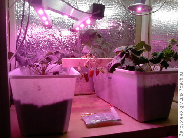 Первая клубника в фито модуле.