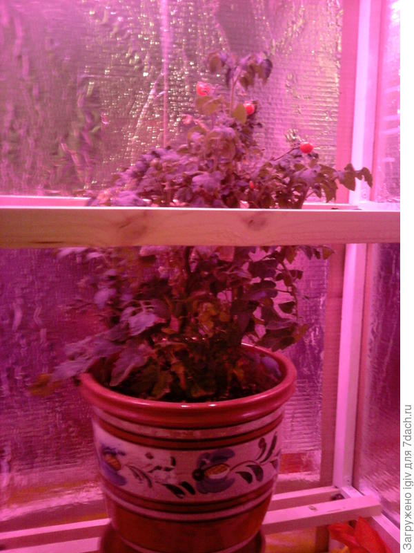 томат черри в фито модуле.