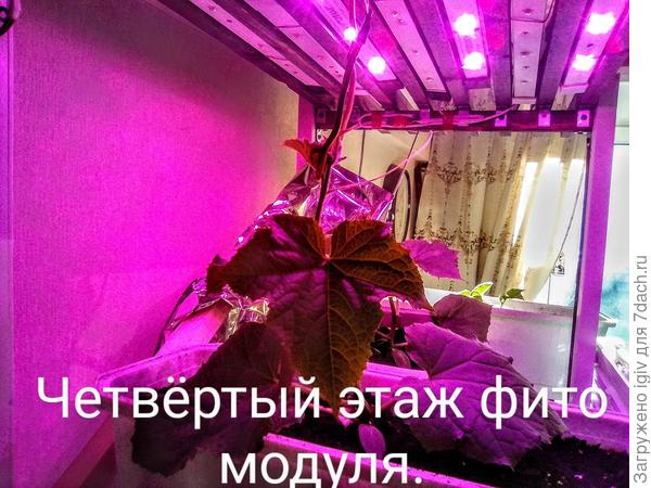 огурцы в фито модуле.