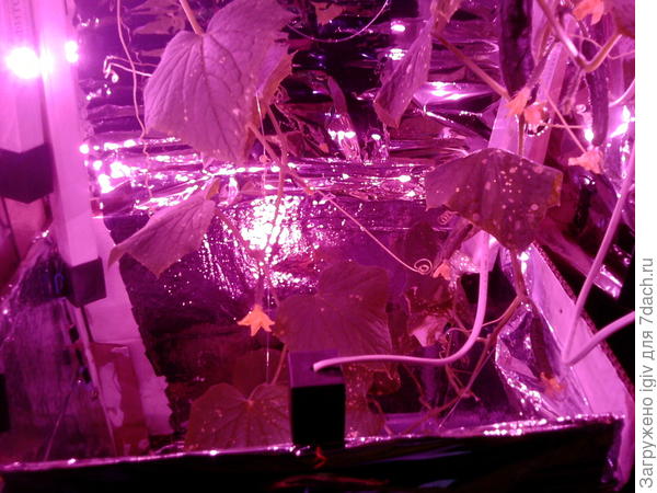 сезон 2017 г. огурцы под фито светом.